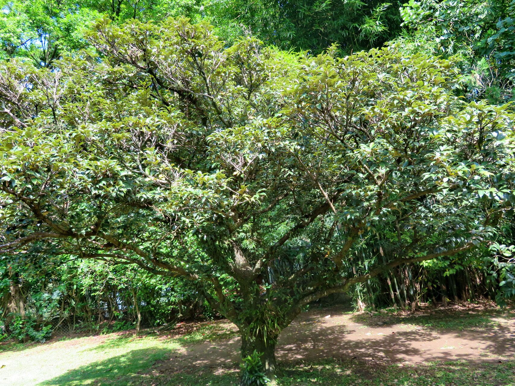 Castanopsis cuspidata habit