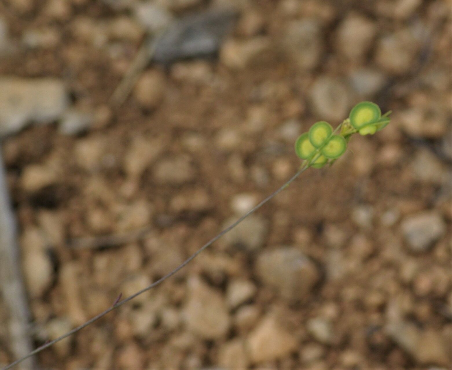 Biscutella conquensis — houseplant care guide