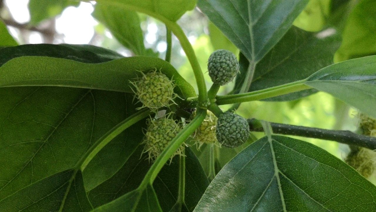 Maclura tricuspidata fruit