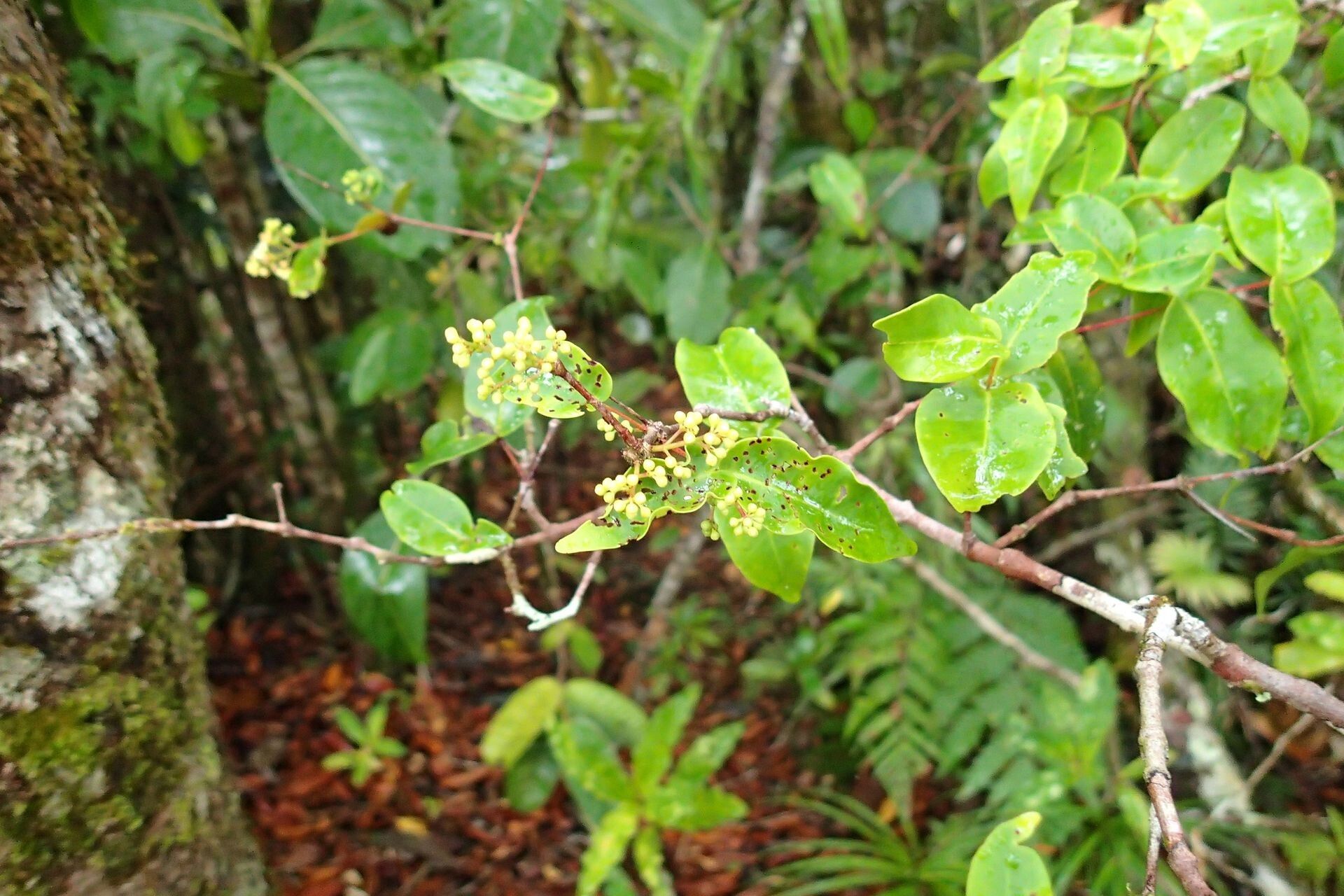 Syzygium capillaceum habit