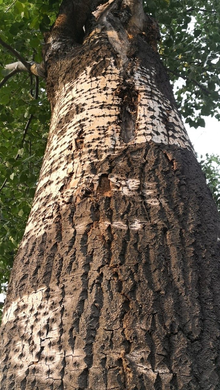 Populus × tomentosa bark