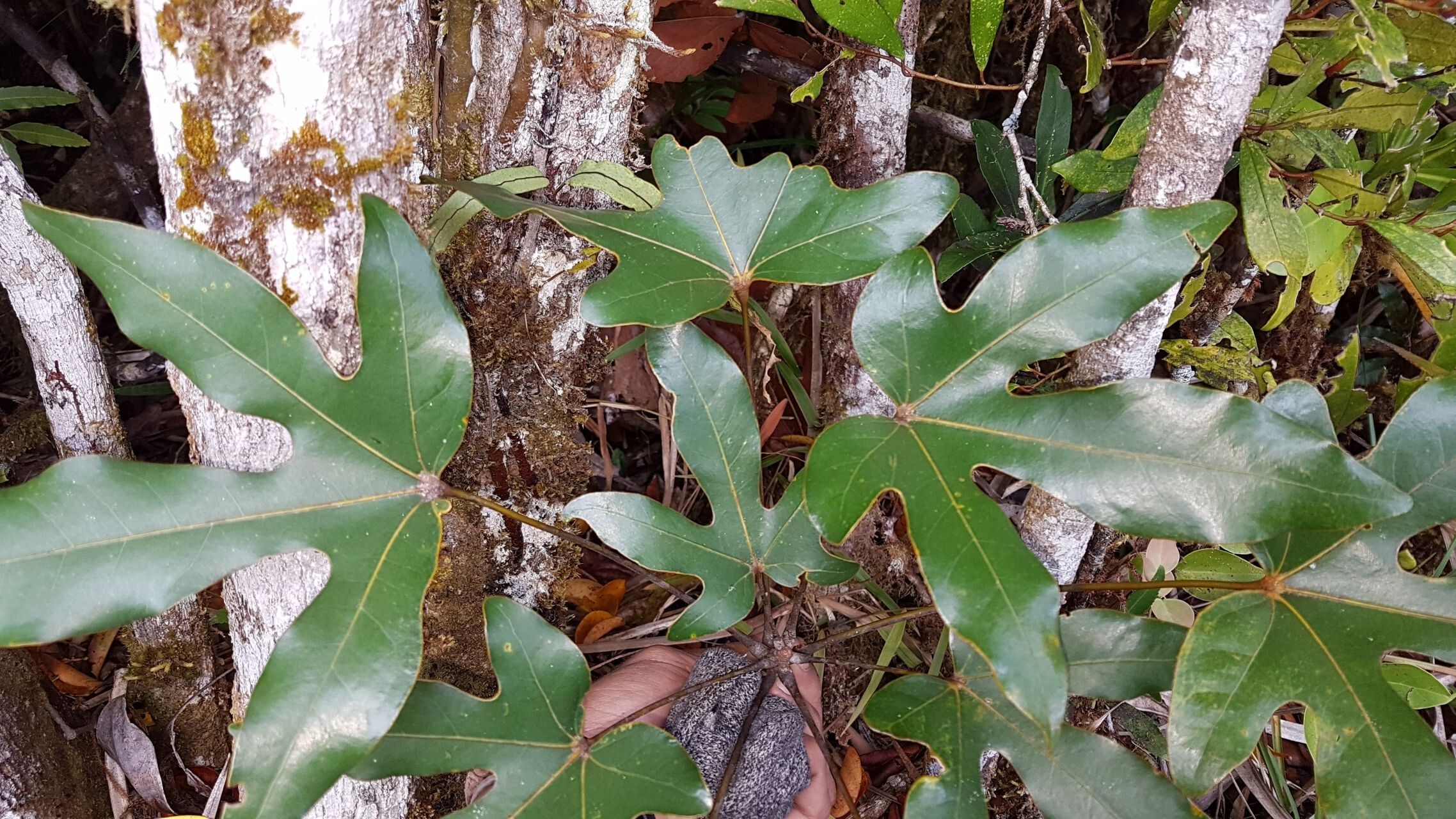 Acropogon schumanniana — houseplant care guide