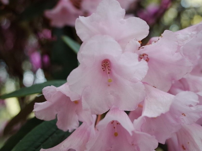 Rhododendron pingianum flower