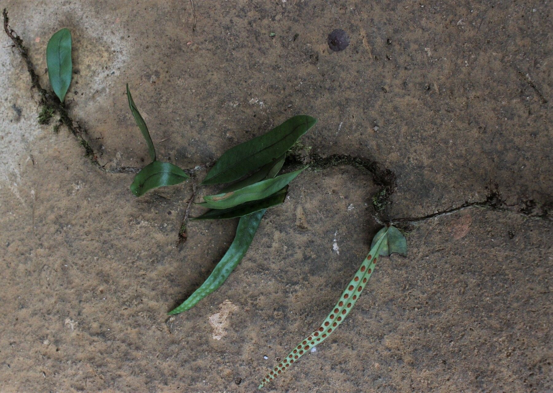 Microgramma mauritiana leaf
