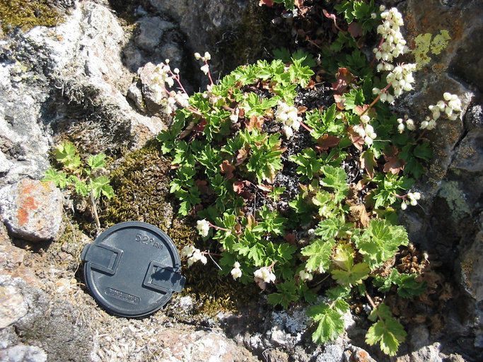 Heuchera merriamii habit