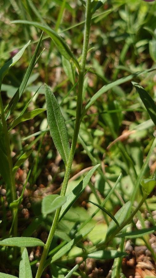 Polygala comosa — search result for 'Polygala'