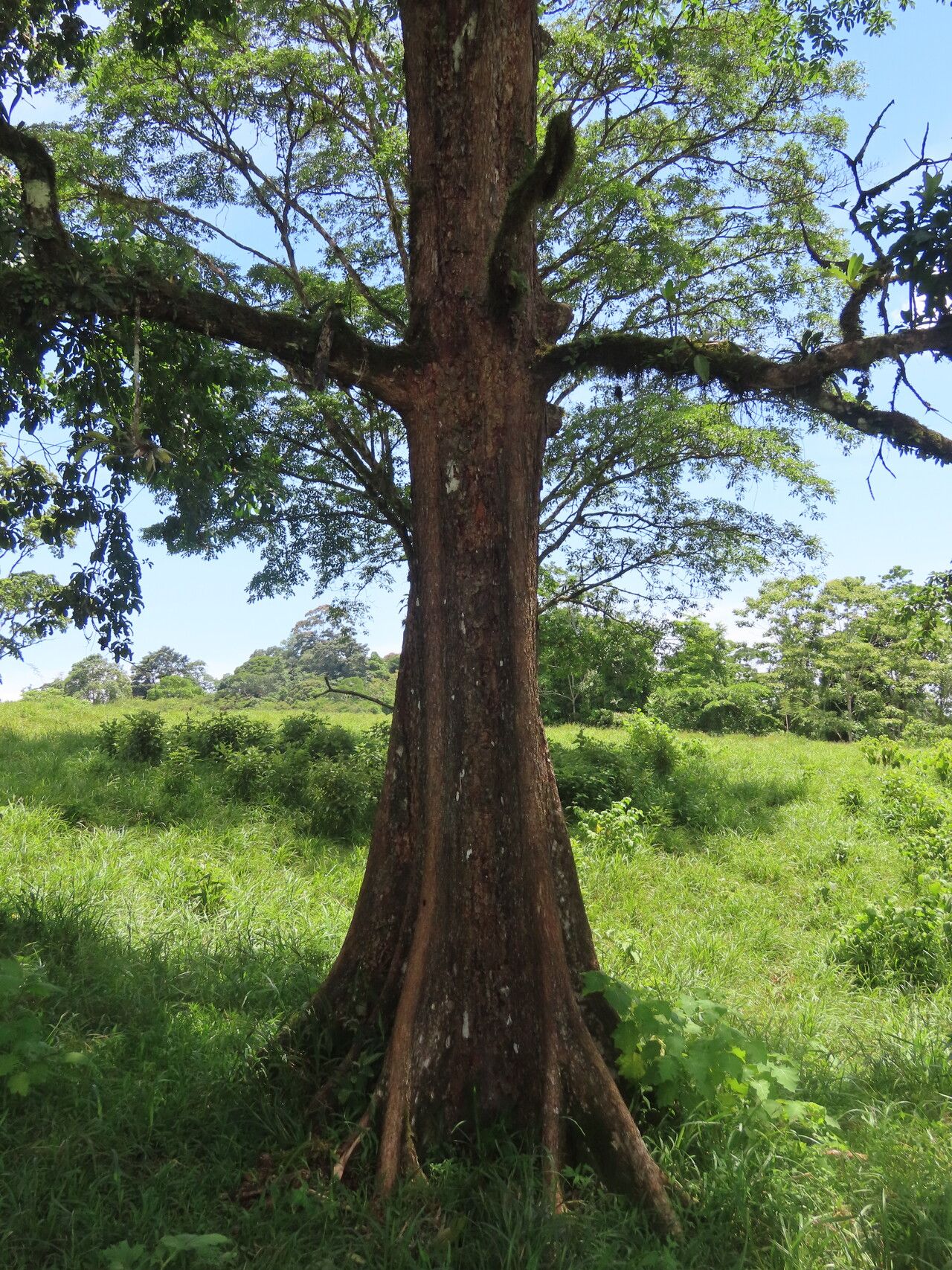 Terminalia bucidoides habit