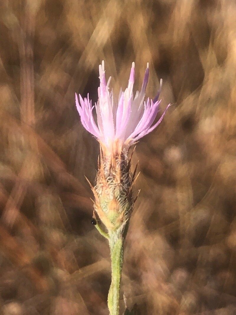 Centaurea aristata flower