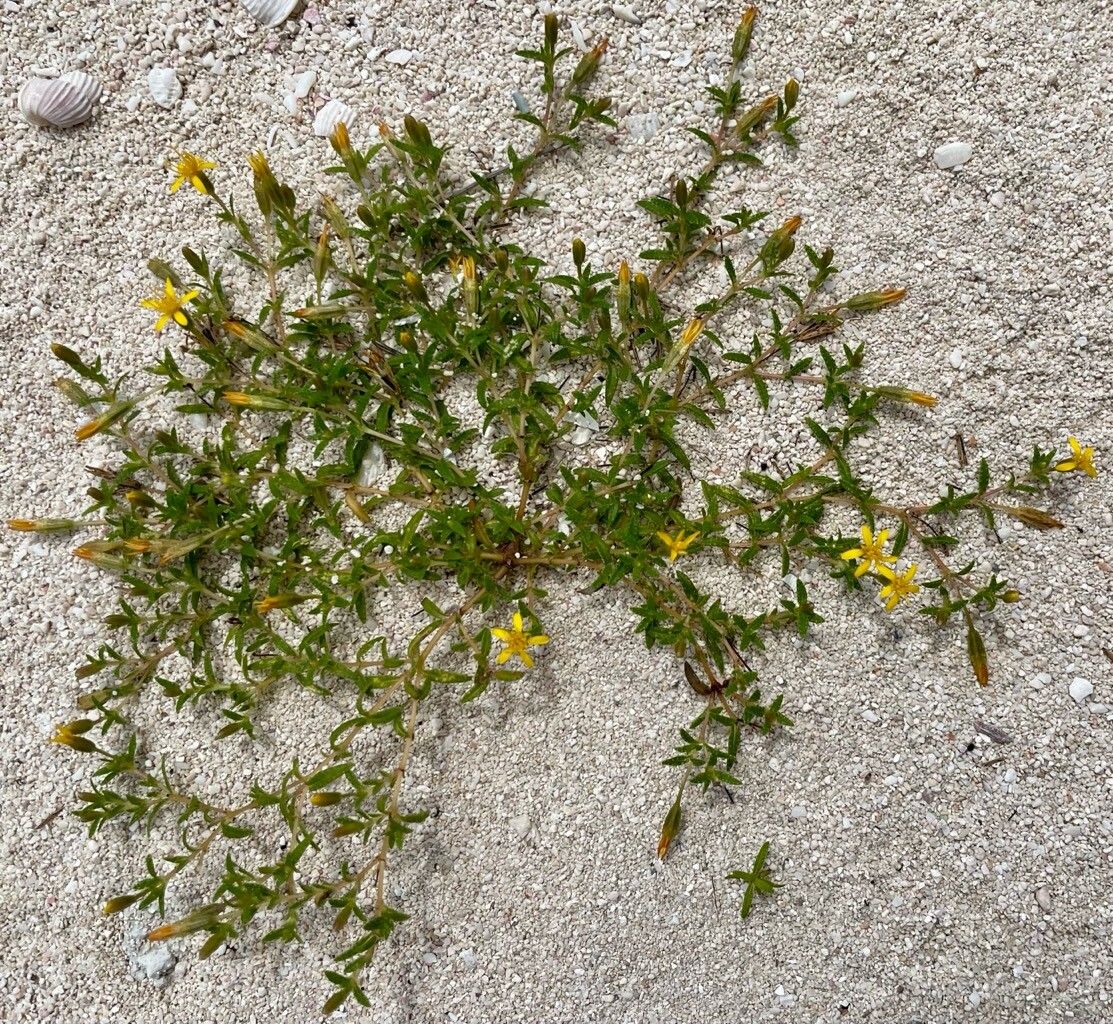 Pectis caymanensis habit