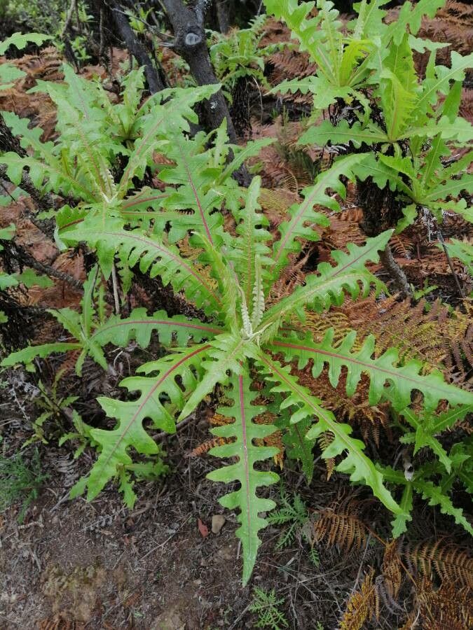 Sonchus hierrensis leaf