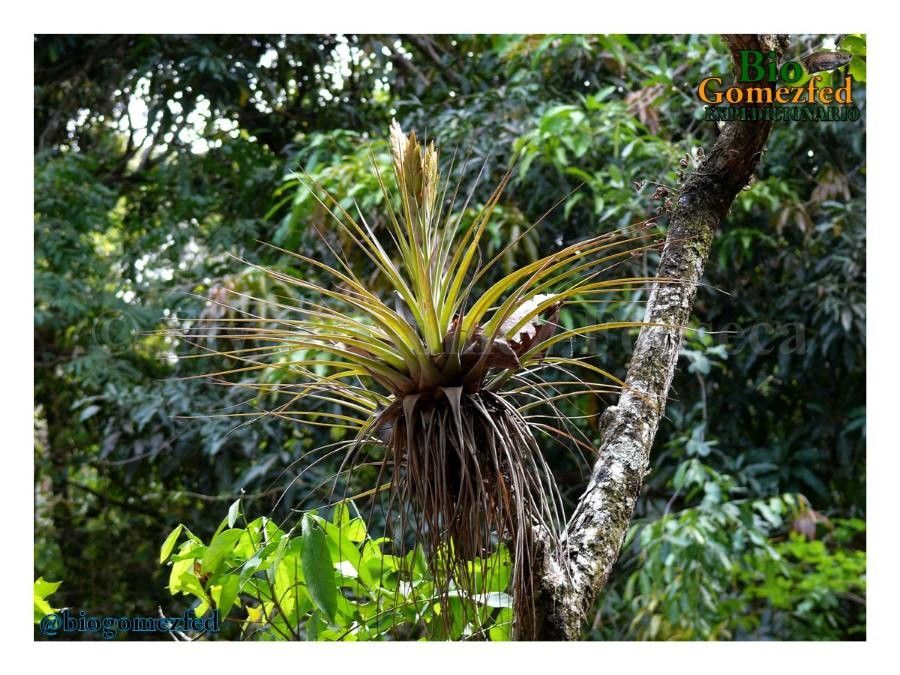 Tillandsia utriculata flower
