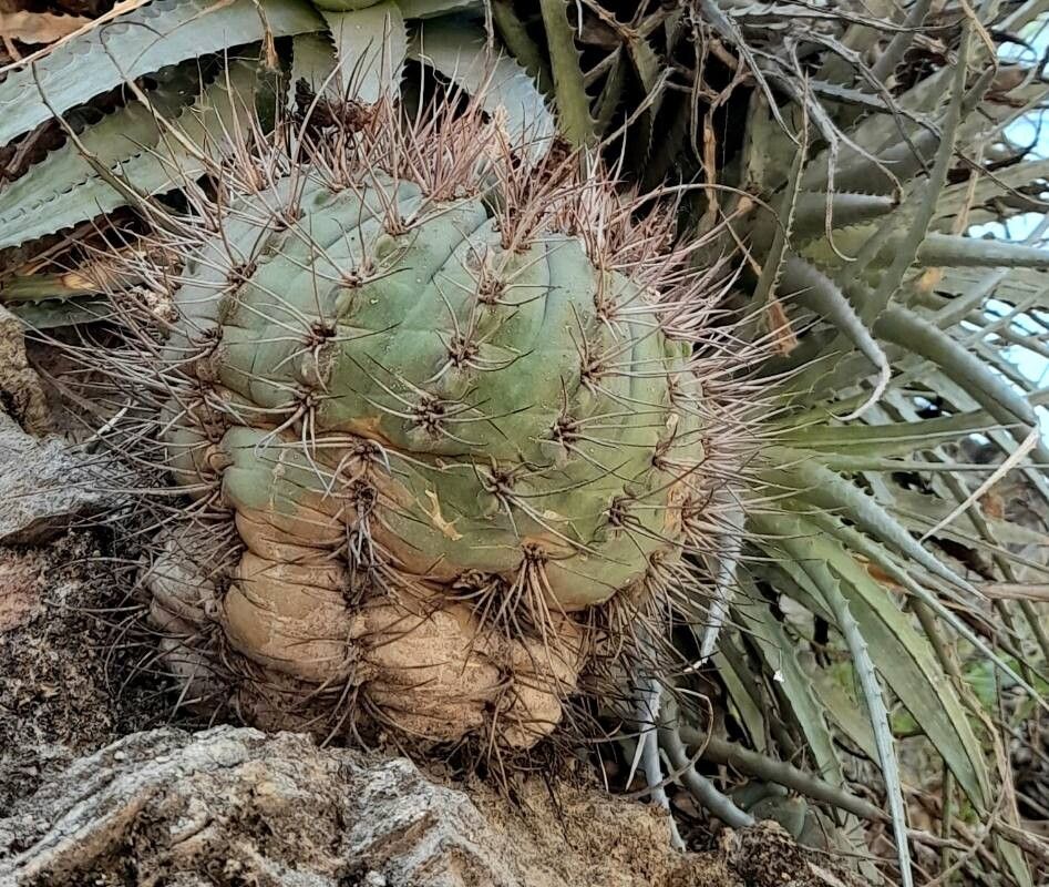 Gymnocalycium nigriareolatum habit