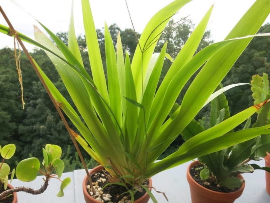 Neomarica northiana habit