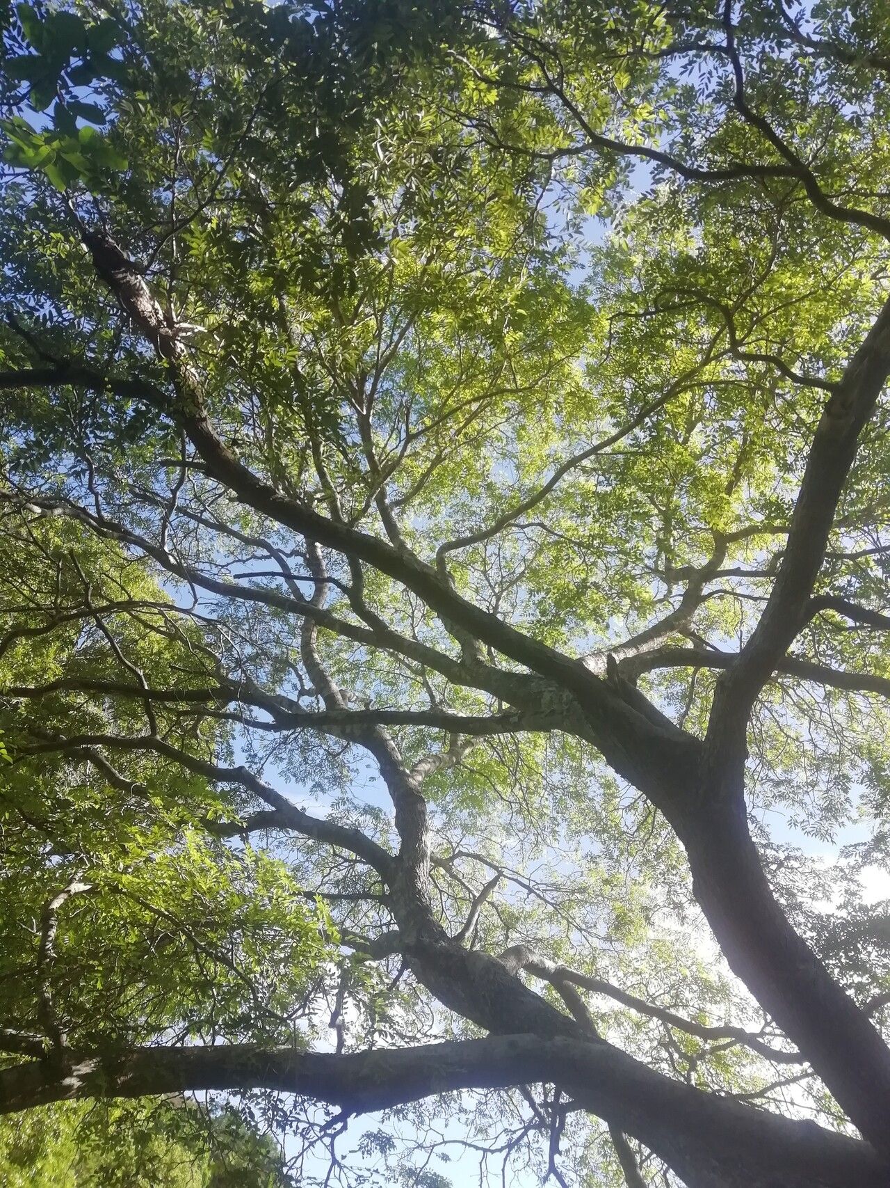 Dalbergia humbertii habit