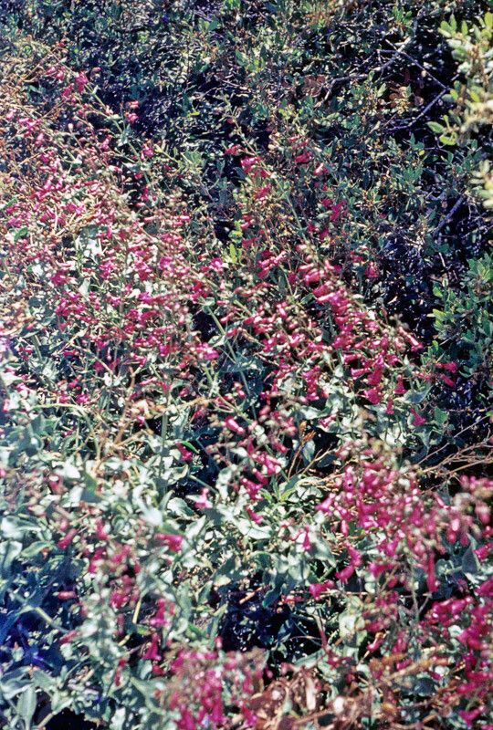Penstemon clevelandii flower