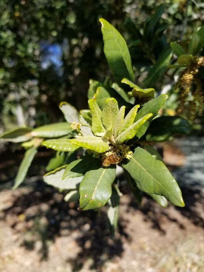 Quercus tomentella flower