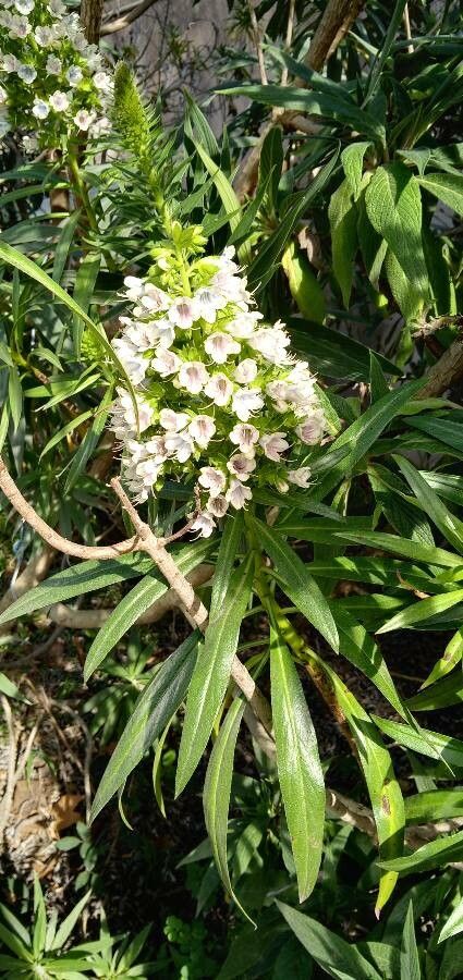 Echium virescens leaf