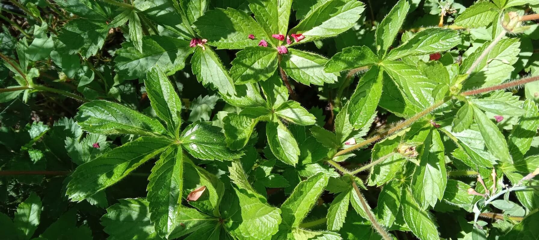 Potentilla nepalensis leaf