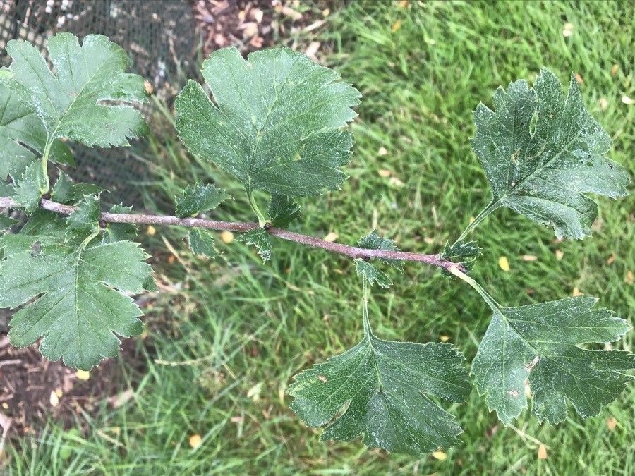 Crataegus opaca — search result for 'Crataegus'