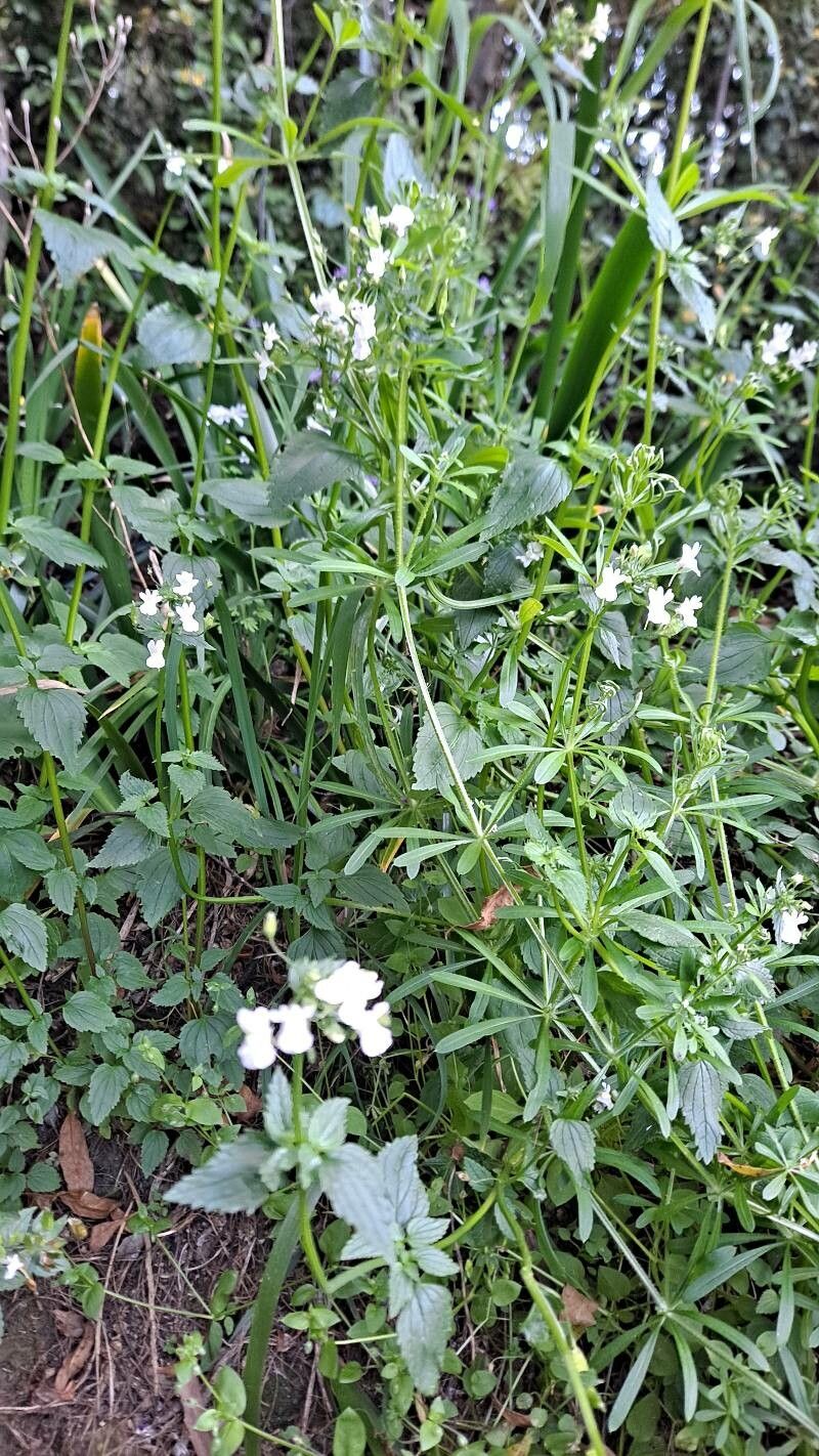 Nemesia denticulata habit