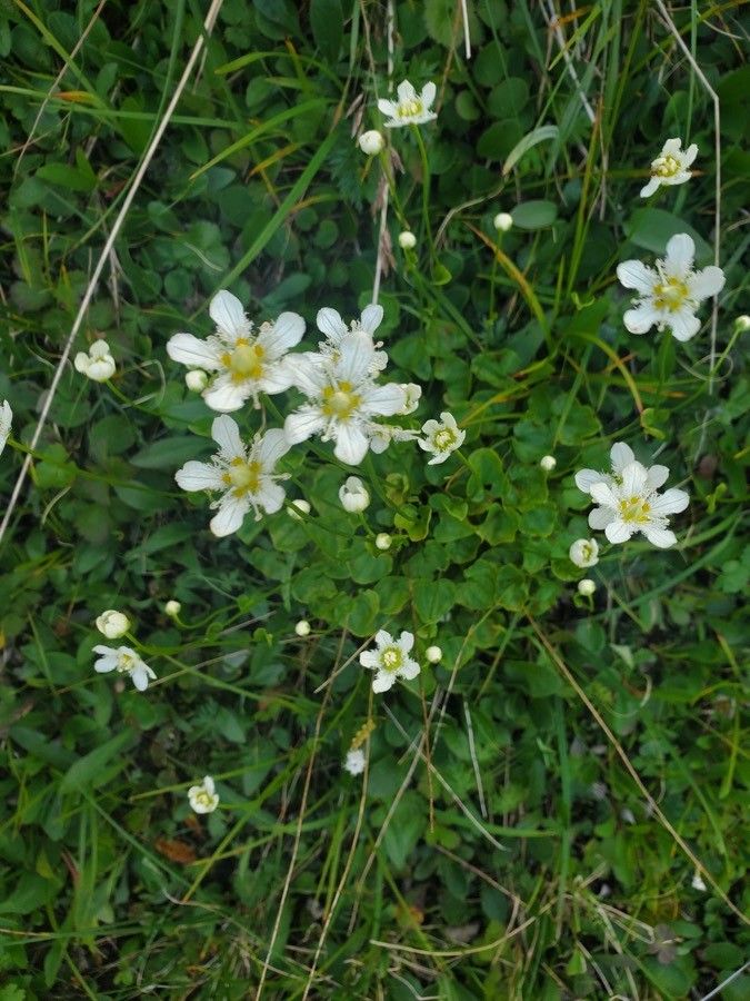 Parnassia fimbriata flower