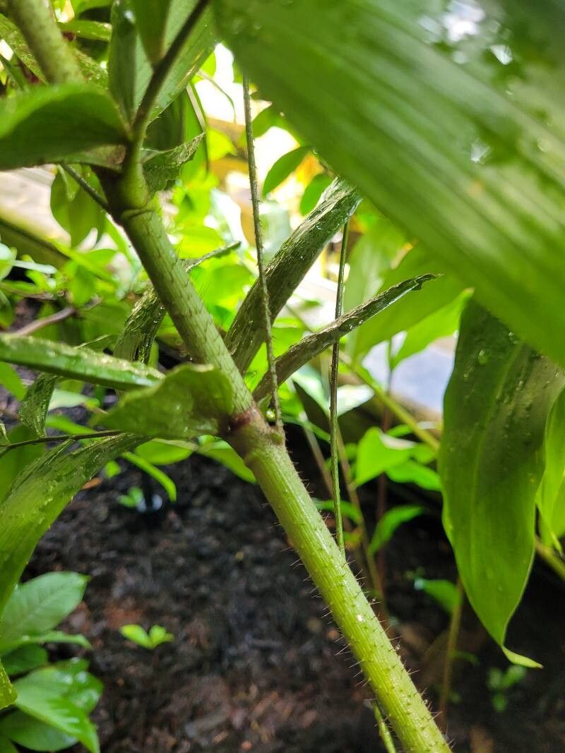 Calamus caryotoides — related species from the same genus