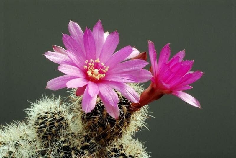 Rebutia tiraquensis flower