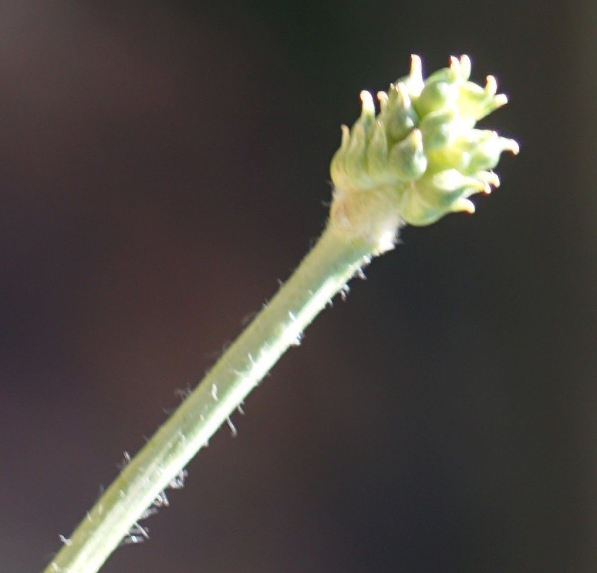 Ranunculus pyrenaeus fruit