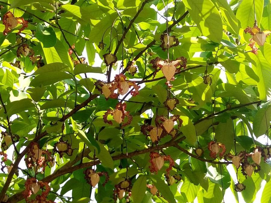 Monodora myristica flower
