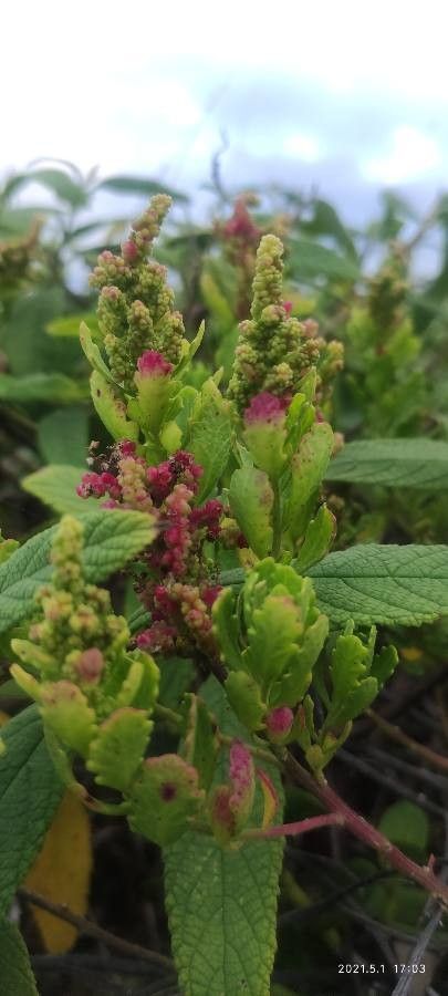 Phyllocladus aspleniifolius leaf