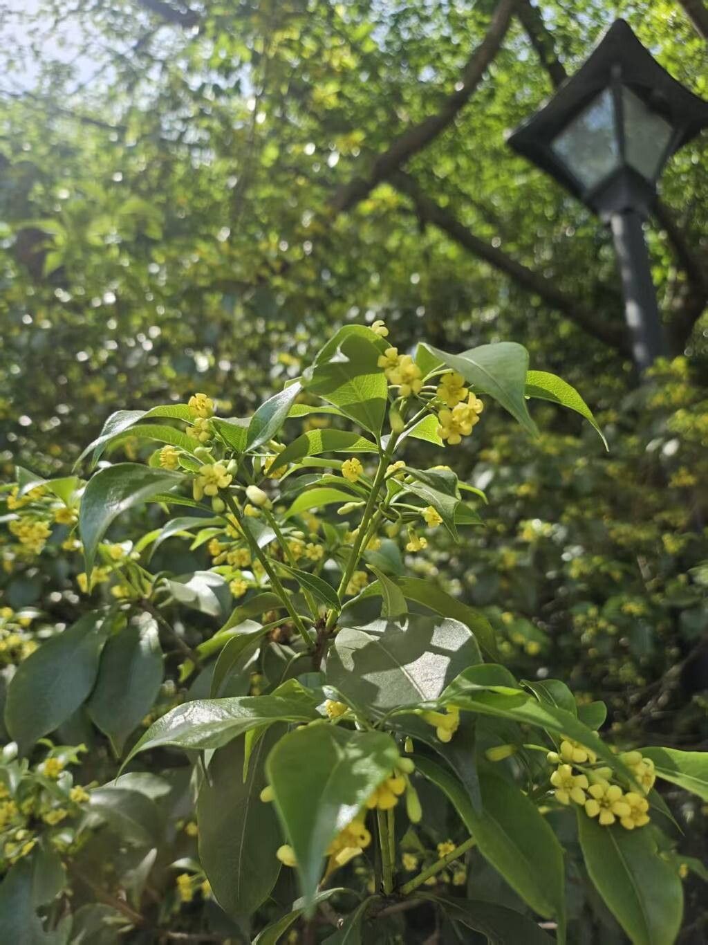 Pittosporum illicioides flower
