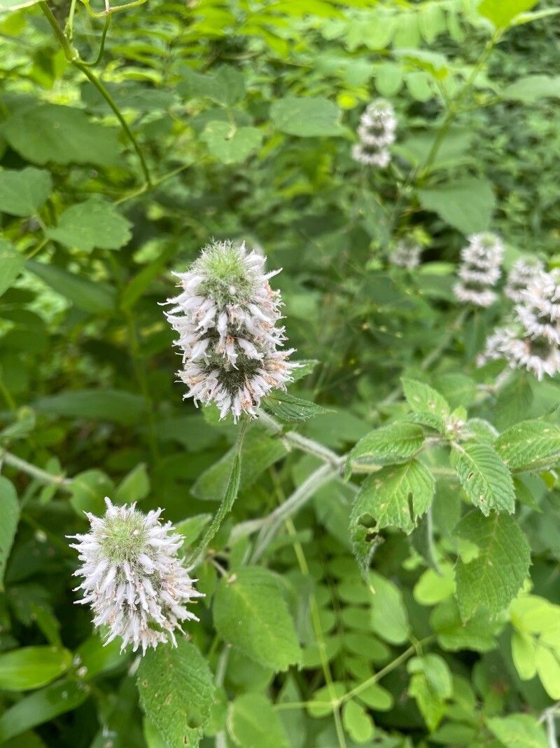 Blephilia hirsuta flower