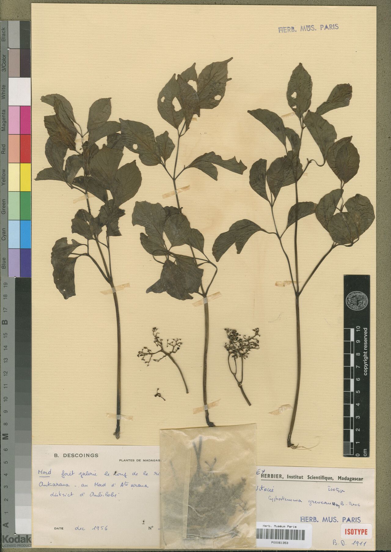 Cyphostemma greveanum — search result for 'Cyphostemma'