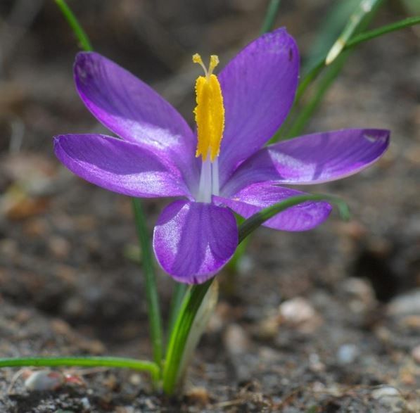 Crocus minimus flower