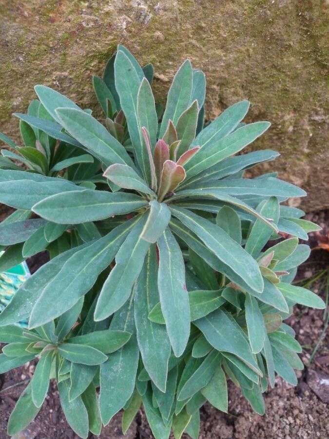 Euphorbia martinae — houseplant care guide