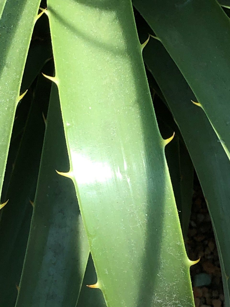 Puya chilensis fruit
