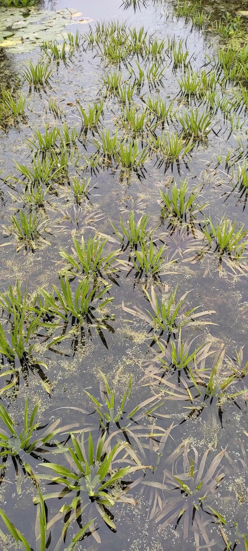 Stratiotes aloides — search result for 'Hydrocharitaceae'