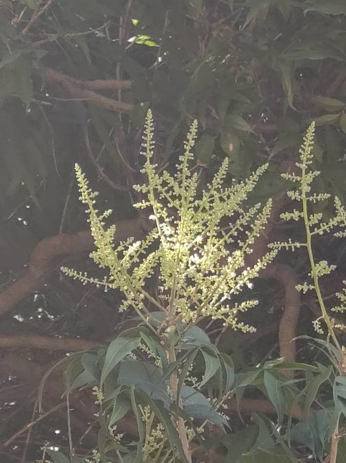 Sapindus saponaria flower