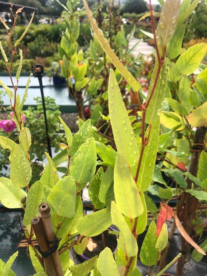 Hardenbergia violacea