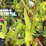 Hardenbergia violacea