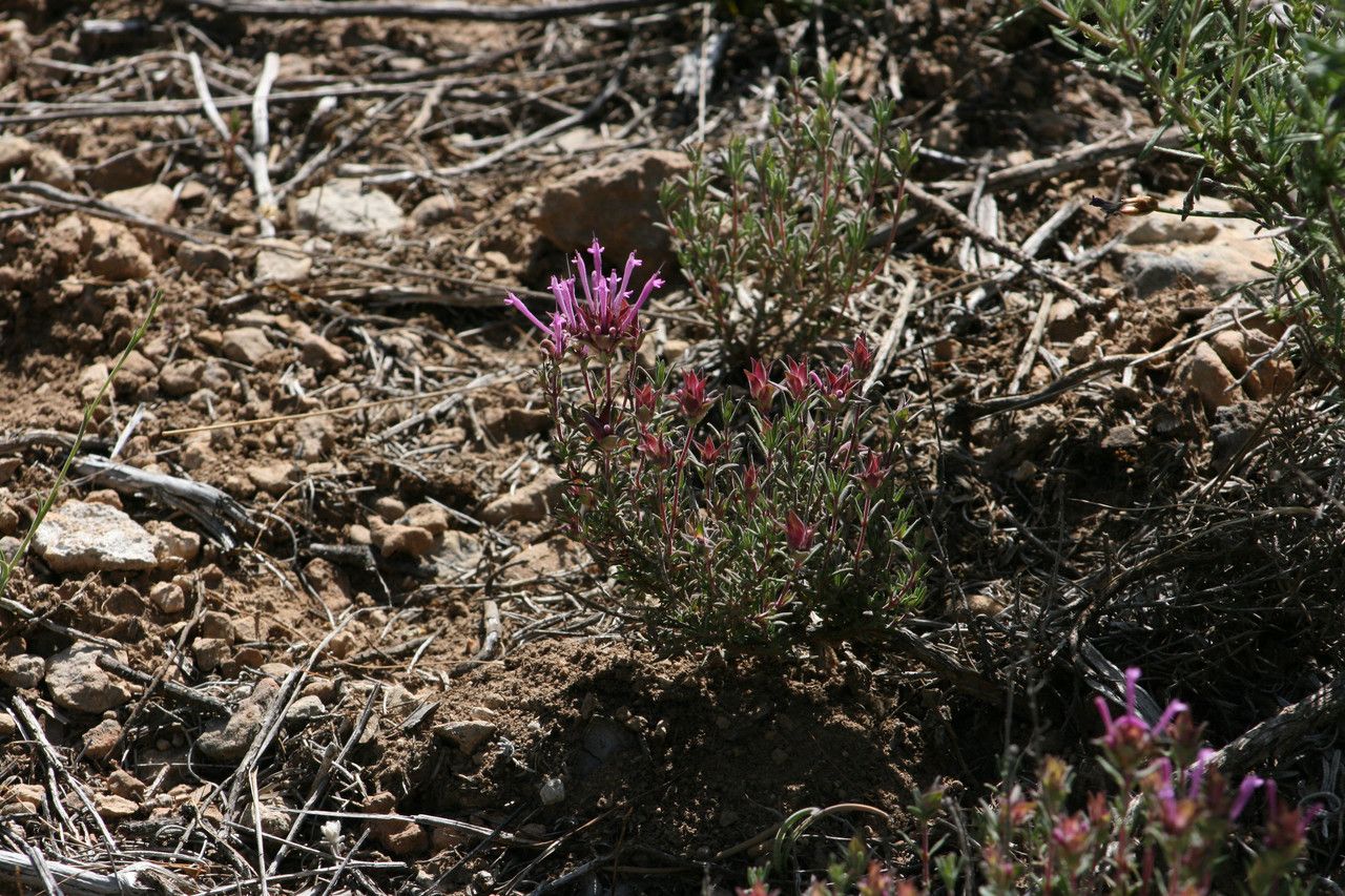 Thymus longiflorus flower