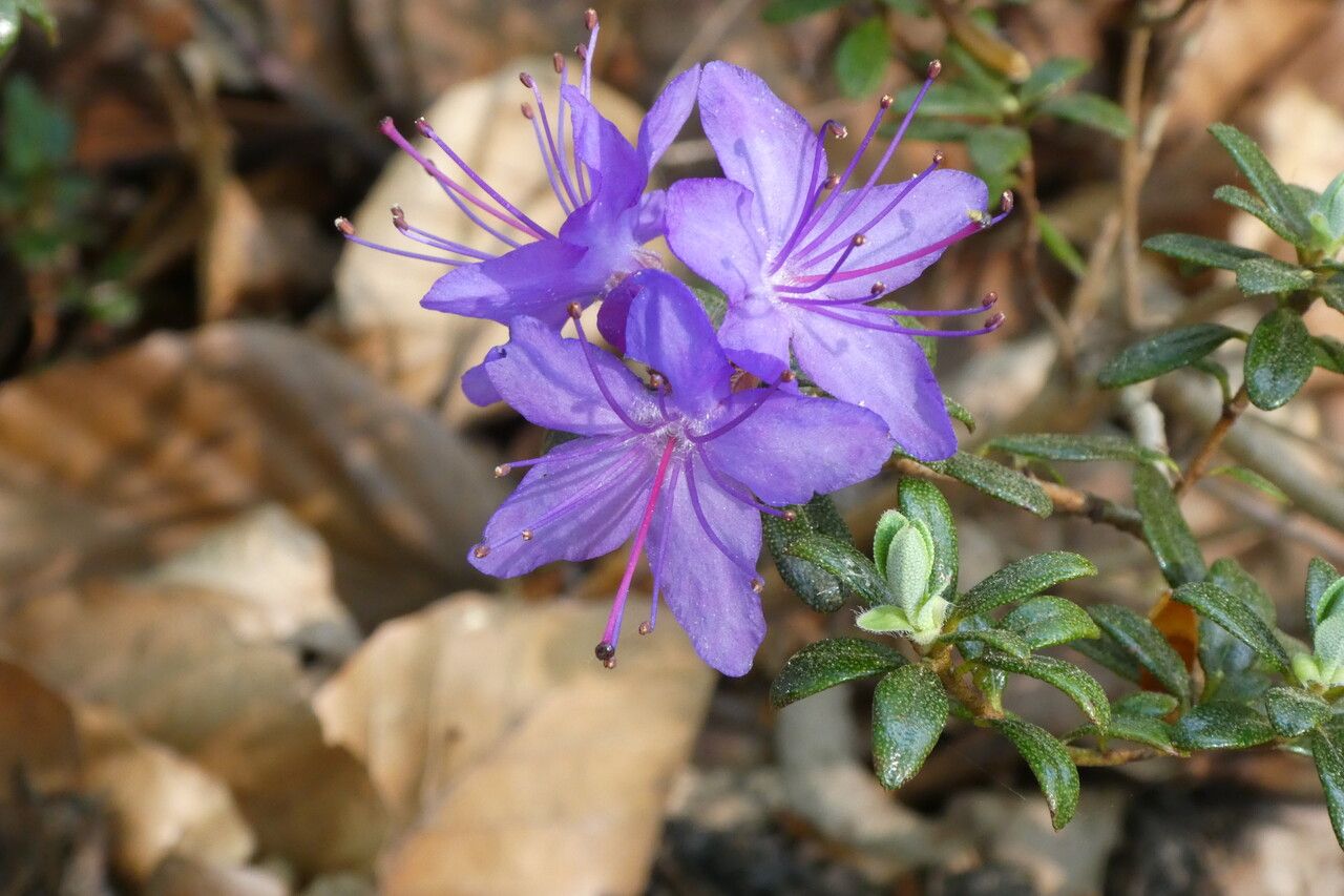 Rhododendron fastigiatum flower