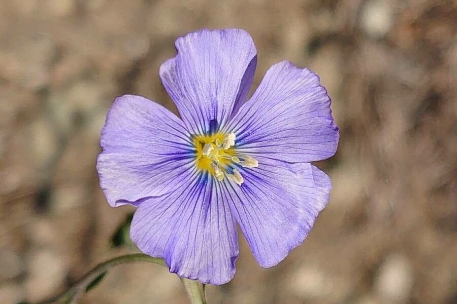 Linum perenne flower