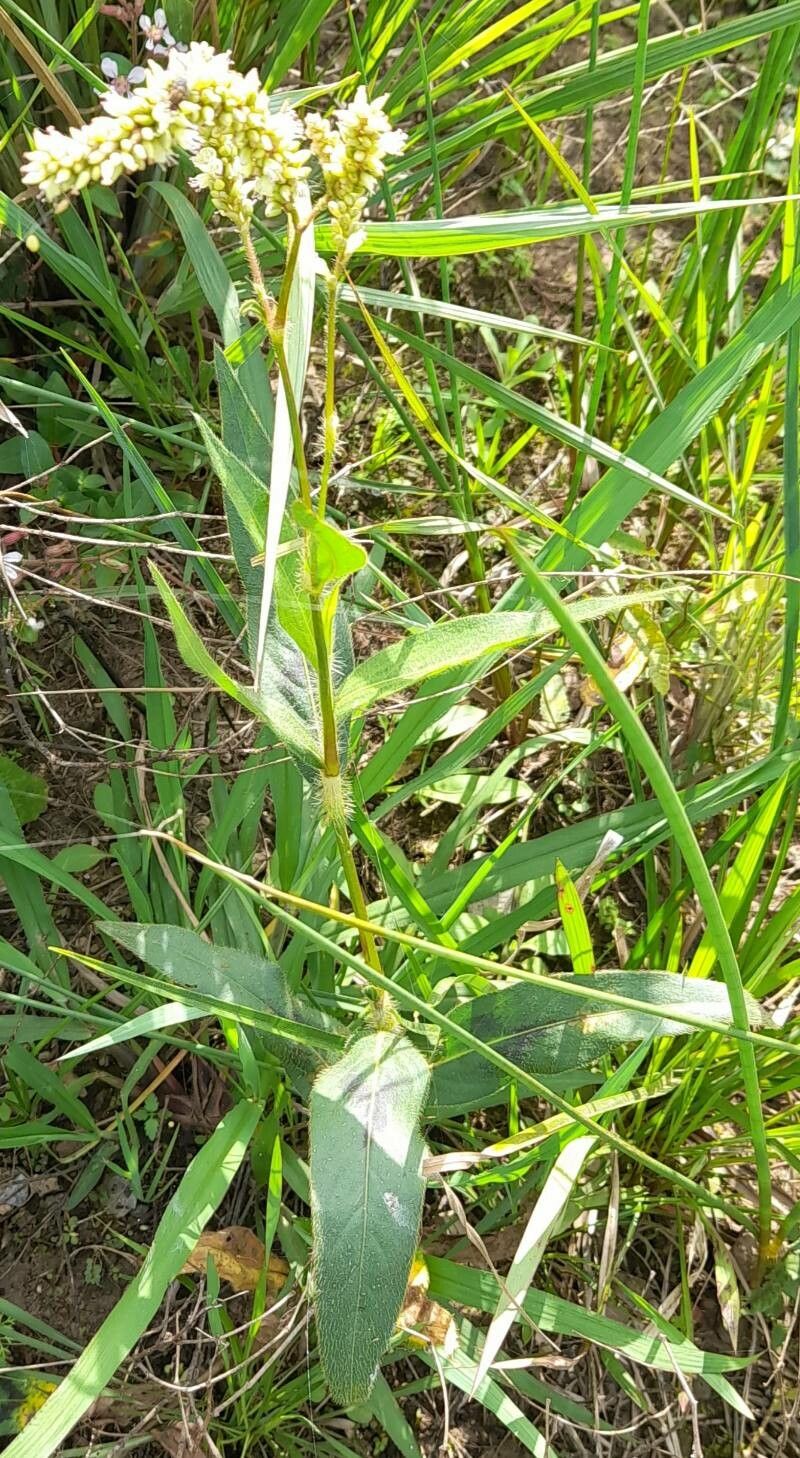 Persicaria hispida habit