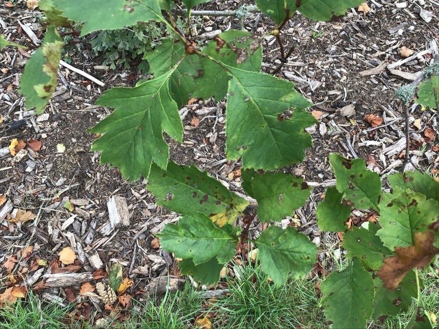 Crataegus clarkei — search result for 'Crataegus'