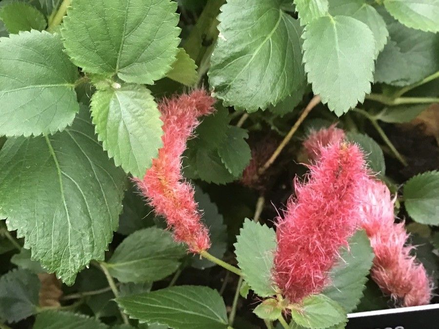 Acalypha chamaedrifolia flower