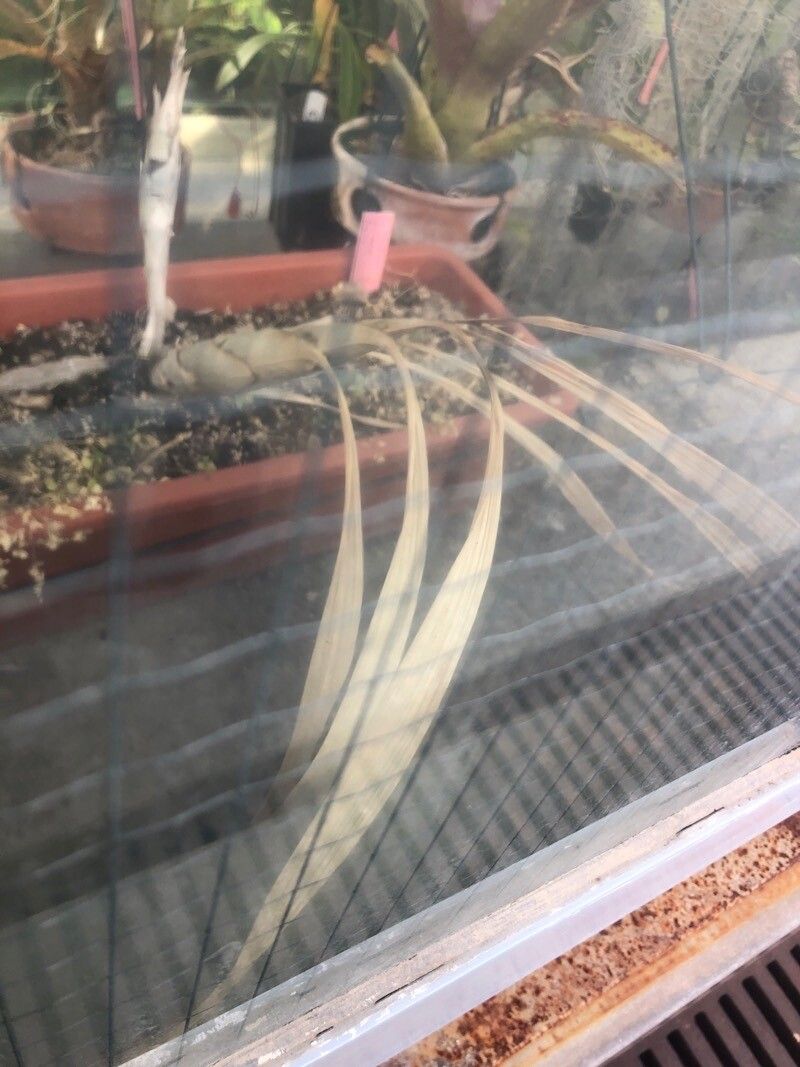 Cyrtopodium willmorei — houseplant care guide