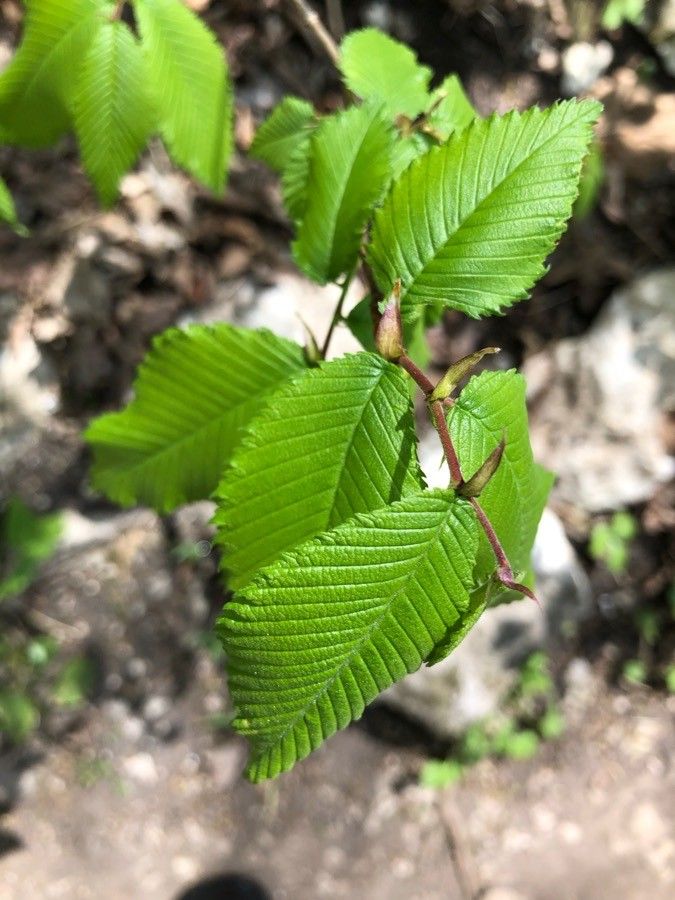 Ulmus thomasii leaf