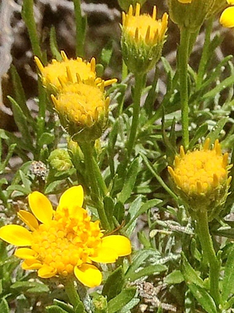 Ericameria linearifolia — search result for 'Ericameria'