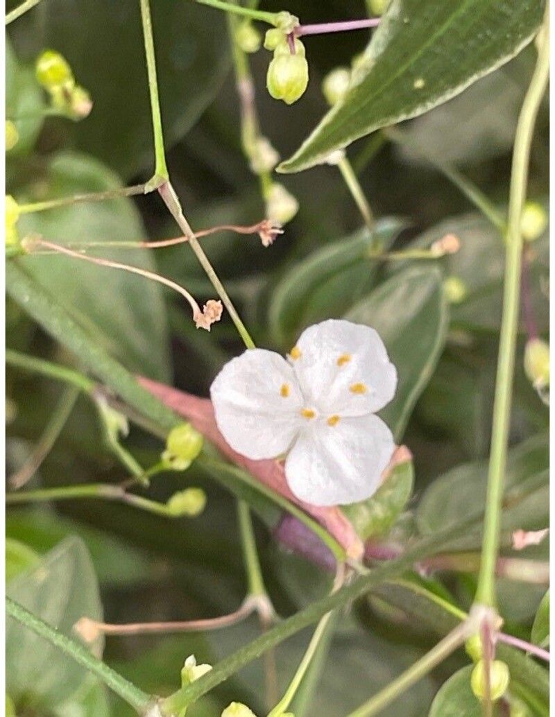 Gibasis pellucida flower